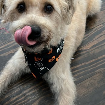 Happy wheaten terrier with Halloween bandana