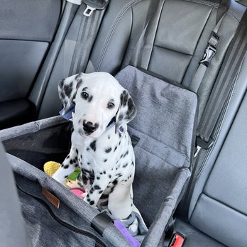 Adorable Dalmatian puppy after visit