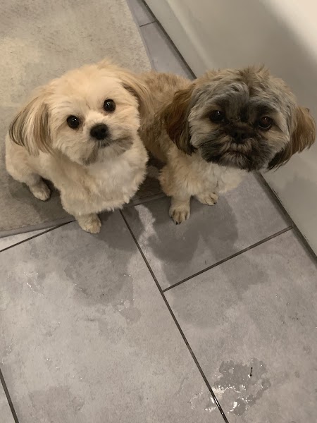 Two freshly groomed Shih Tzus looking up