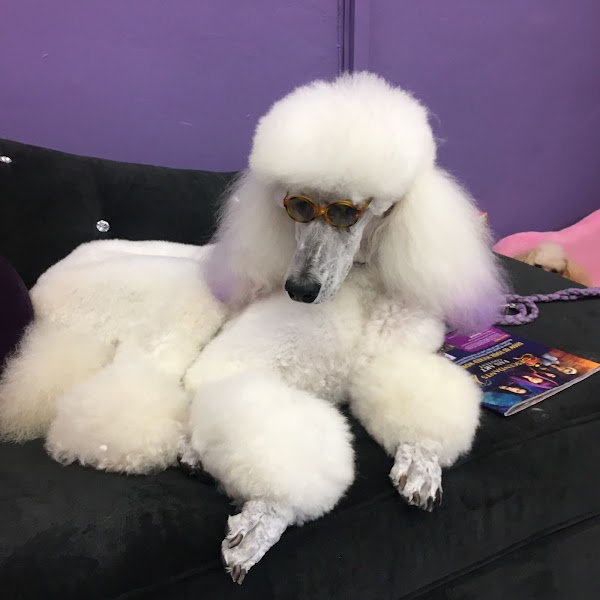 Beautifully groomed white Standard Poodle wearing sunglasses at Wrigley's Pet Spaw